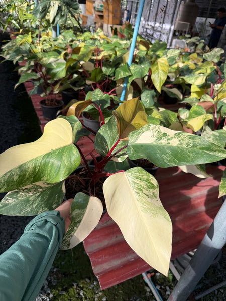 Philodendron strawberry shake