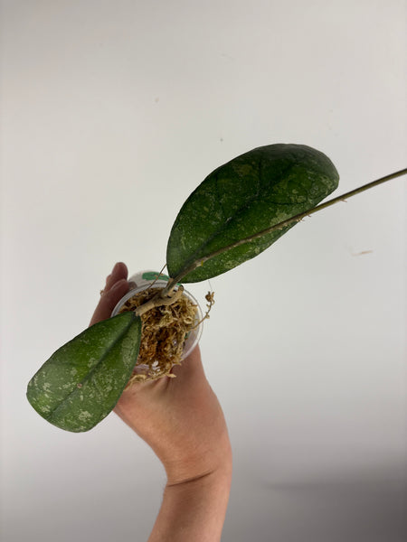 Hoya sp. (Northern Sumatra) silver splash D
