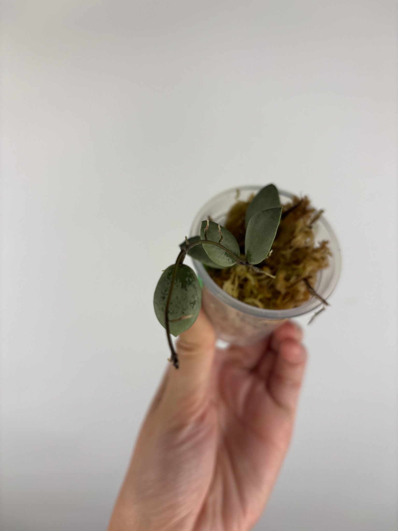 Hoya sp. Kalimantan ('Mini Coin' silver) 1