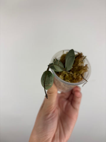 Hoya sp. Kalimantan ('Mini Coin' silver) 1