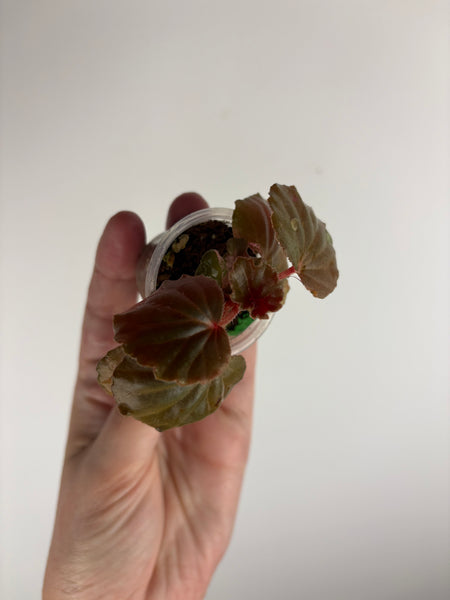 begonia cucullata pink reverted C