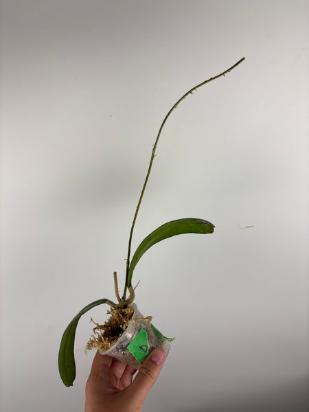 Hoya sp. (Northern Sumatra) silver splash D