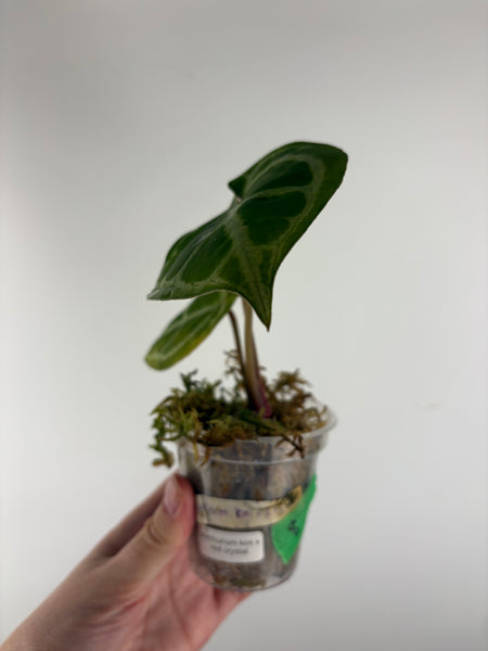 Anthurium kos x red crystal 8