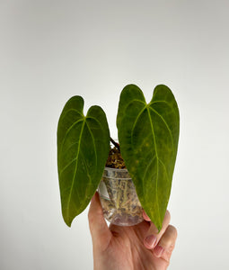 Anthurium papillilaminum Legend x dressleri E as is