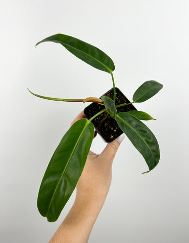 Philodendron patriciae B