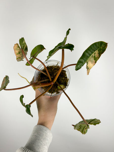 Philodendron billietiae variegated A