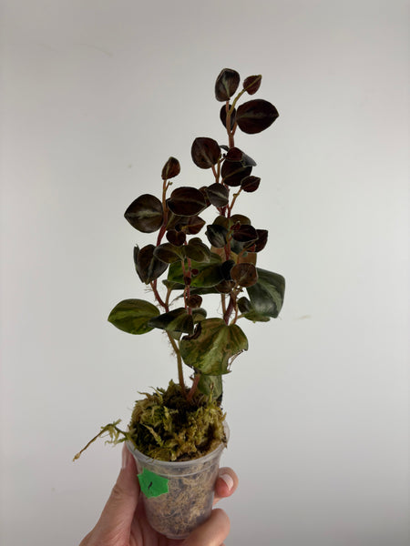 Peperomia columbiana 1