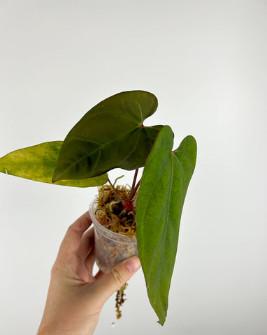 Anthurium papi flat sinus A