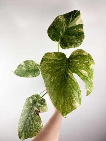 Monstera deliciosa green snow B