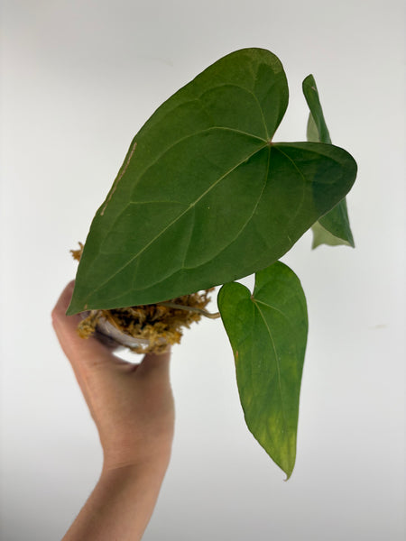 Anthurium velvet mask x papillilaminum 1