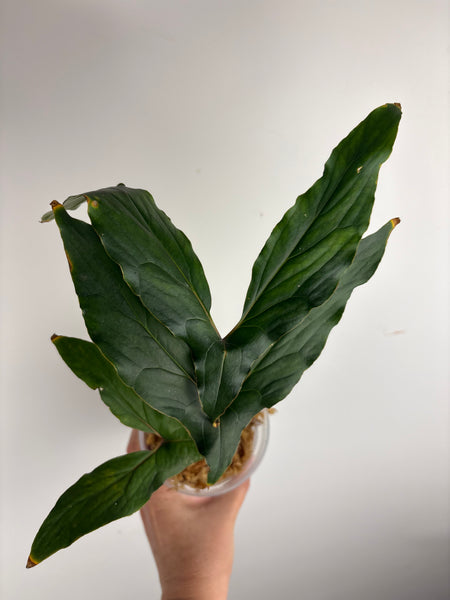 Cyrtosperma hambalii