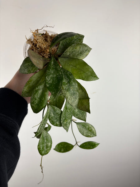 hoya walliniana splash