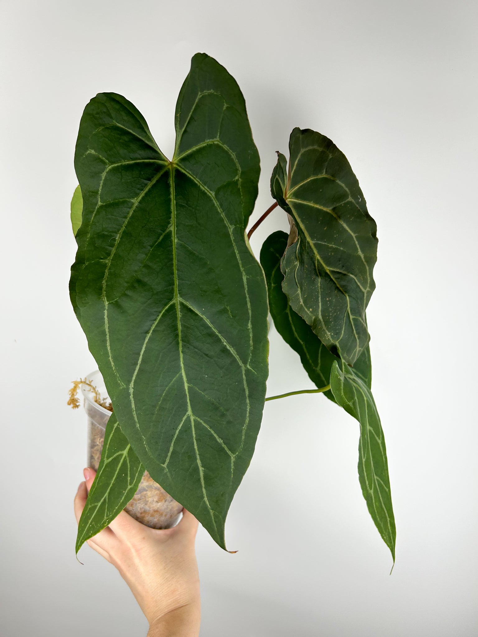 Anthurium warocqueanum x blue papillilaminum A