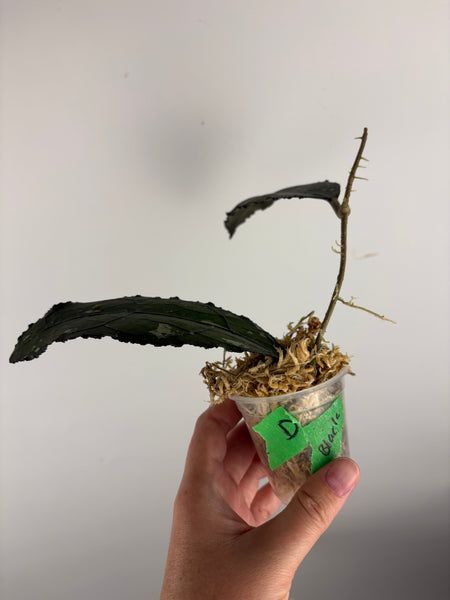 hoya clemensiorum black D