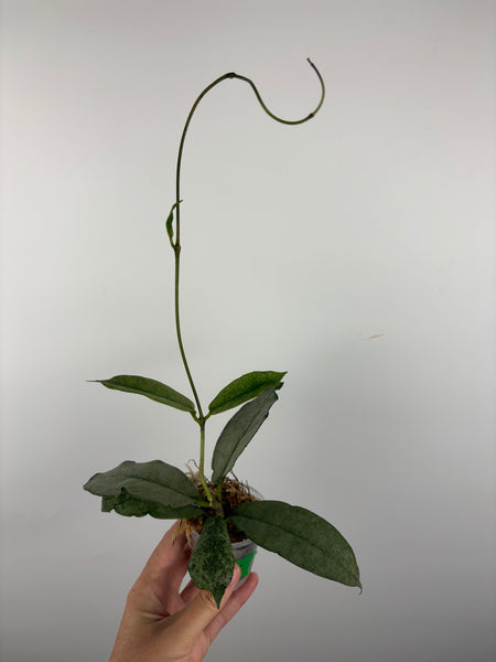 Hoya mitrata silver sp kapuas hulu 5