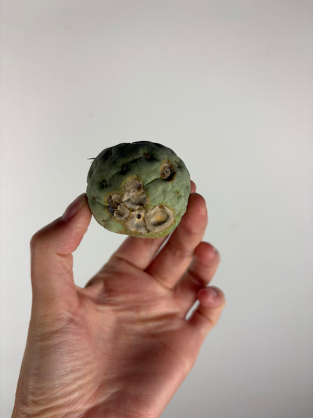 Tephrocactus geometricus 2