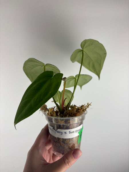 Anthurium Corduroy x dark pheonix A