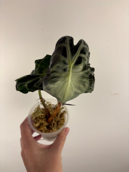 Alocasia venom