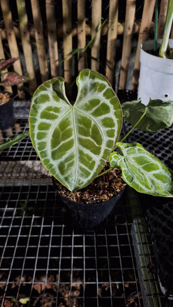 Anthurium muchlis x red crystal unacclimated large plant