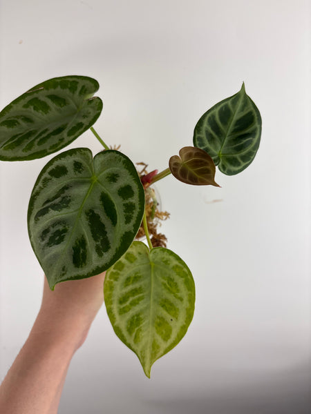 Anthurium Silver Chrome x KOS B3