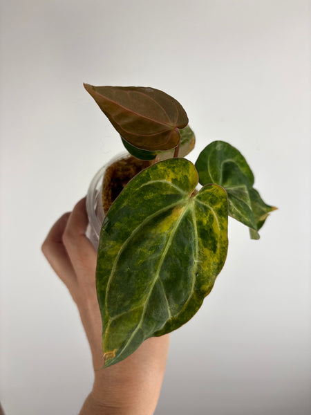 Anthurium papillilaminum variegated x Carlablackiae (Thailand) D