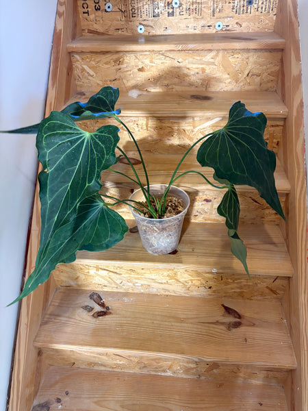 Anthurium delta force (Thailand) C - huge plant