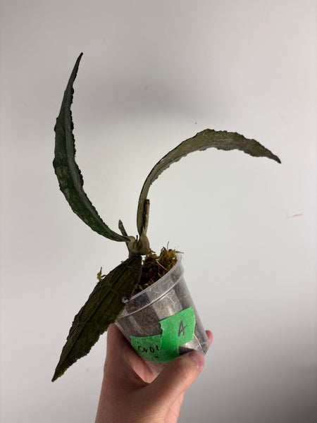 hoya clemensiorum crocodile A