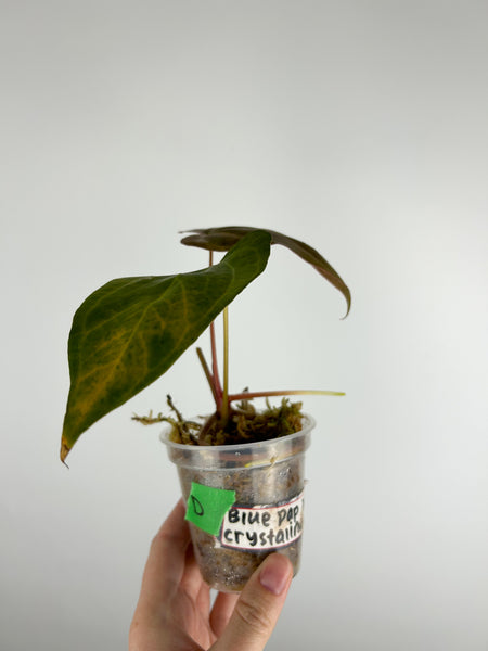 Anthurium Blue papillilaminum x crystallinum D