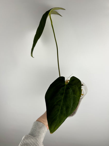 Anthurium RVDP X Fort Sherman AS IS