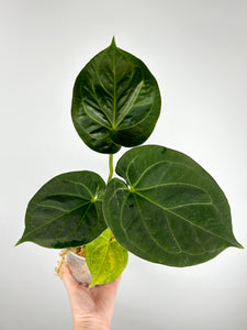 Anthurium King of spades C