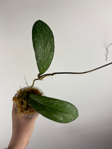 Hoya Tanggamus high splash C