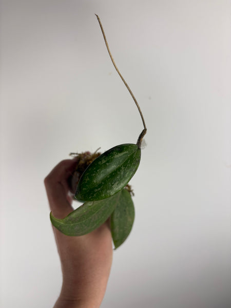hoya Wibergiae pink splash