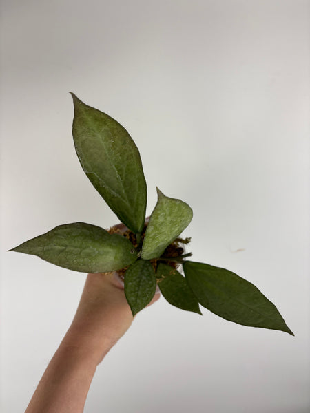 hoya Germany silver