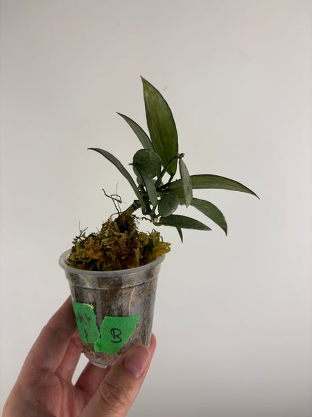 Hoya lacunosa winter pandora B
