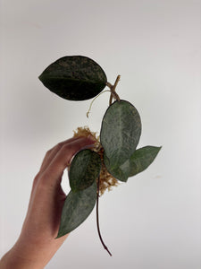 Hoya Verticillata sp. Nganjuk pink Splash 4