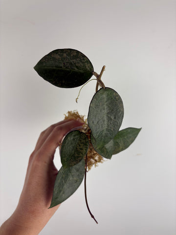 Hoya Verticillata sp. Nganjuk pink Splash 4