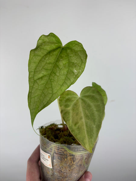 Anthurium Predatorium hybrid aurea x Crystallinum