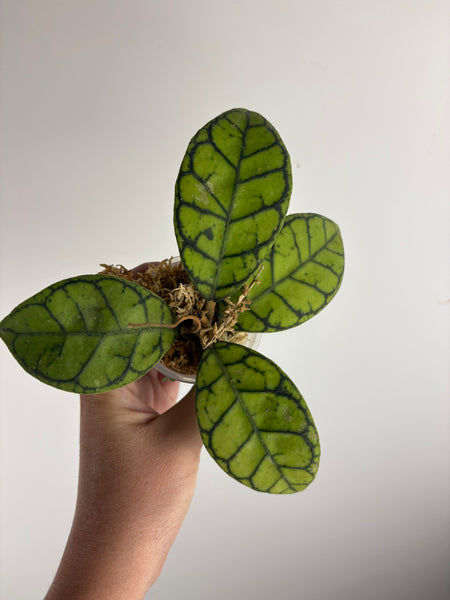 hoya callistophylla turtle A