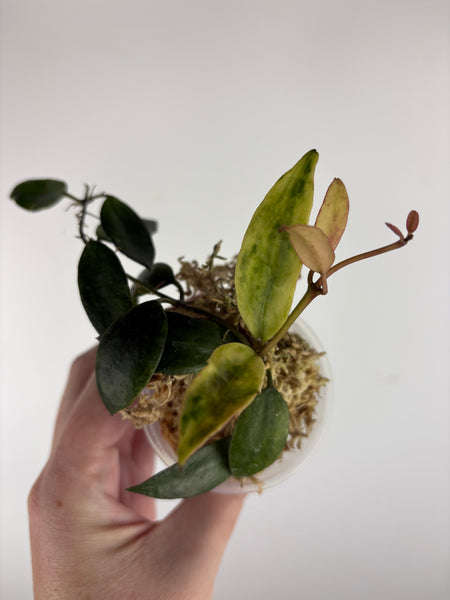 hoya lacunosa gold lunar B