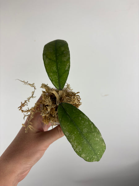 Hoya sp. (Northern Sumatra) silver splash A