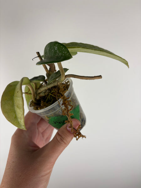 Hoya Nova ghost as is