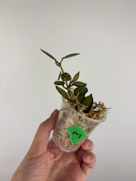 Hoya lacunosa queen midori 3