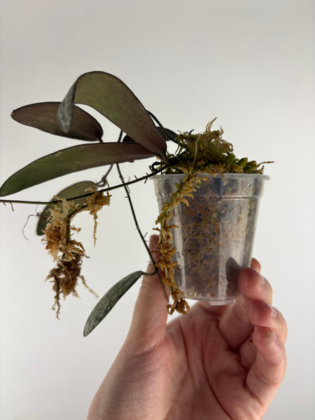 Hoya sigillatis silver