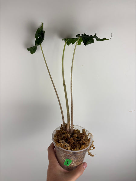 Alocasia holy grail A