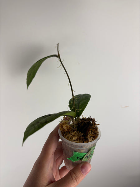 hoya Meredithii mountain kapi B