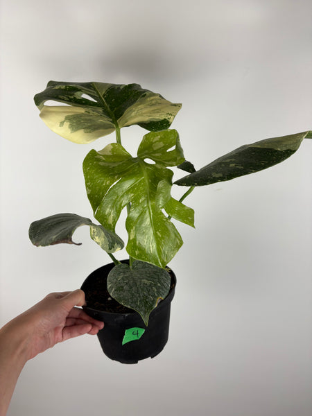 Monstera Thai constellation 6 inch - high var - 4