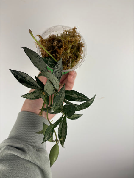 hoya lacunosa middle silver C