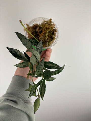 hoya lacunosa middle silver C