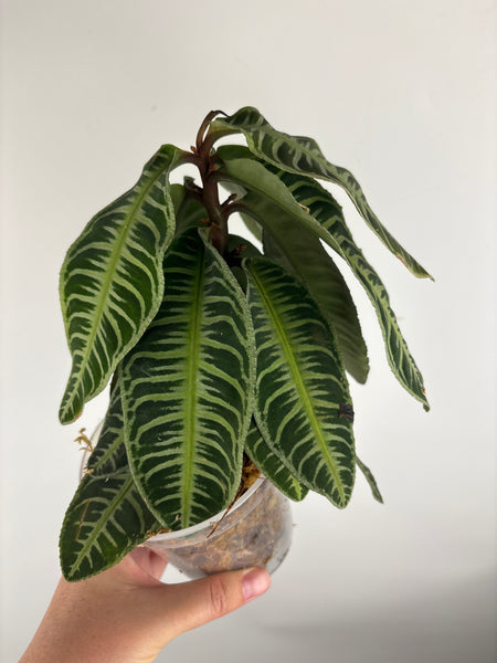Labisia emlemantha zebra
