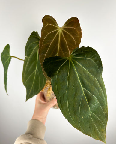 Anthurium King of Spades x papillilaminum B